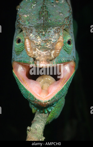 Parson's Chameleon (Calumna parsonii) Wild Andasibe-Mantadia National Park,  Perinet Reserve, Madagascar Stock Photo