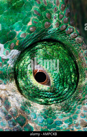 'Parson's Chameleon' (Calumna parsonii), Wild , Andasibe-Mantadia National Park,  Perinet Reserve, close-up of eye Stock Photo