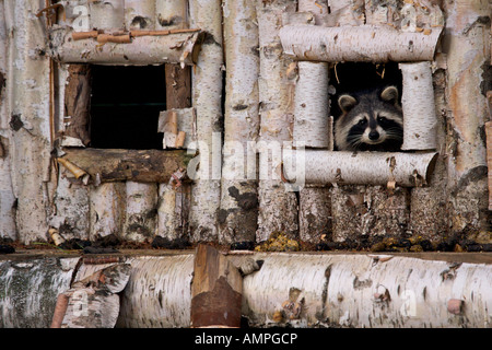 Raccoon, Procyon lotor, in a tree house at Parc Omega in Montebello, Outaouais, Quebec, Canada. Stock Photo