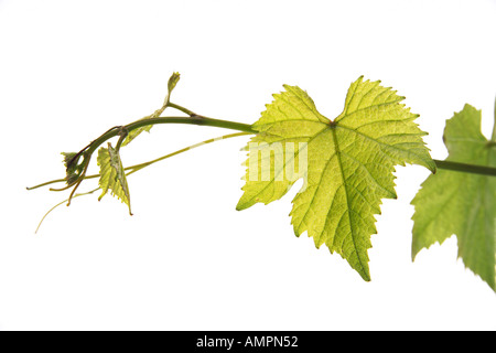 Wine leaves, close-up Stock Photo