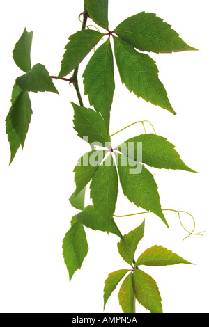 Virginia creeper, Parthenocissus spec Stock Photo - Alamy