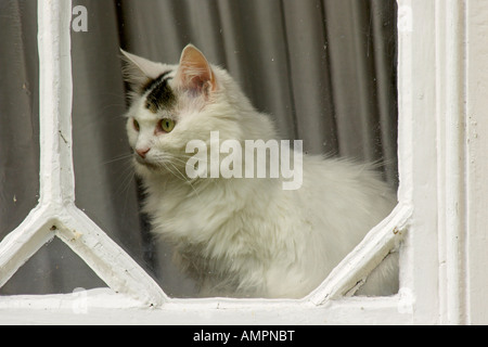 A white and black cat sits patiently looking out of a window Stock ...