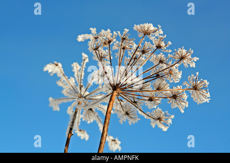 dried field flower covered in hoar frost against blue sky Bavaria Germany Europe Stock Photo