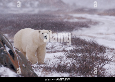 Polar Bear, Ursus maritimus, walking on the tundra near the shores of Hudson Bay, Churchill, Manitoba, Canada. Stock Photo