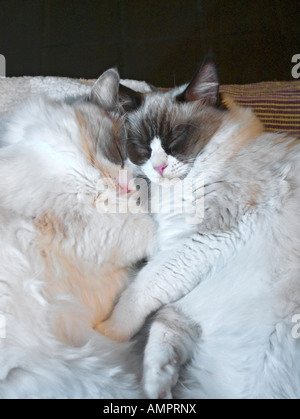 Two tired Ragdoll kitten siblings aged nine 9 months sleeping close together Stock Photo