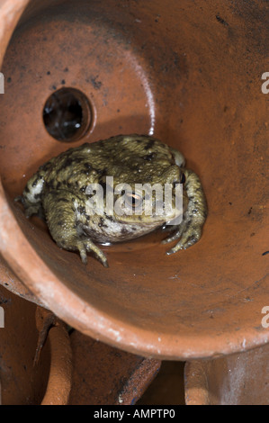 Common Toad bufo bufo in terracotta flower pot Norfolk UK August Stock Photo