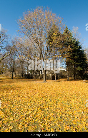 Autumn fall colors in Michigan with leaves on the ground Stock Photo