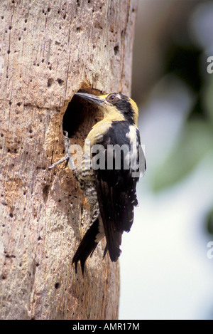 Golden-naped Woodpecker Melanerpes chrysauchen Rio Sierpe COSTA RICA March Adult Female Picidae Stock Photo