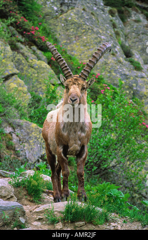 Alpine Ibex in the Aiguilles Rouges with the Argentiere glacier in the ...