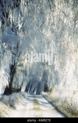 Tree-lined country road with hoarfrost, Tratzberg, Tyrol, Austria ...