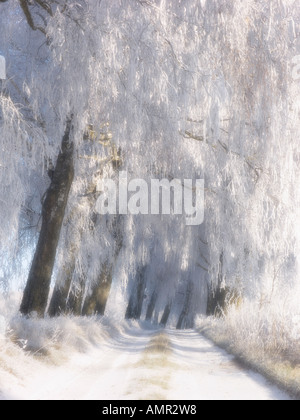 Tree-lined country road with hoarfrost, Tratzberg, Tyrol, Austria ...