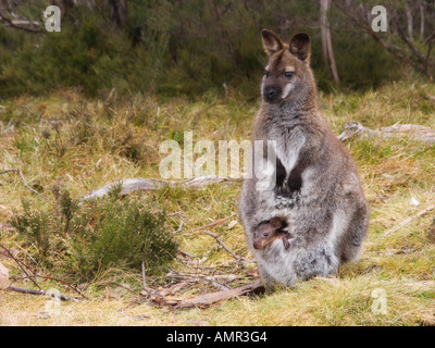 Bennetts Wallaby and Joey, Cradle Mountain Lake St. Clair National Park, Tasmania Stock Photo