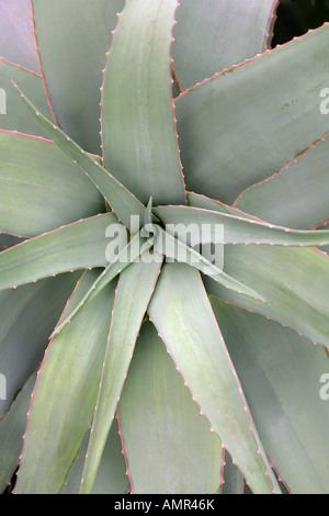 Arabian Aloe, Aloe rubroviolacea, Asphodelaceae, Saudi Arabia. Stock Photo