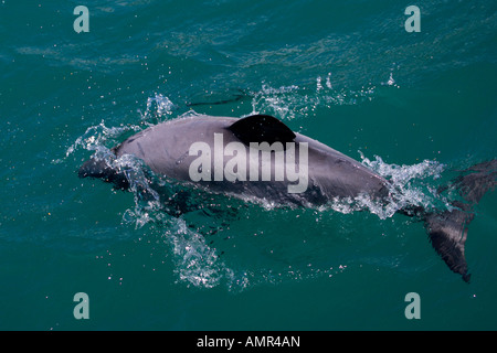 Hector's dolphins, Cephalorhynchus hectori, Akaroa Harbour, Banks Peninsula, Canterbury, East Coast, South Island, New Zealand. Stock Photo