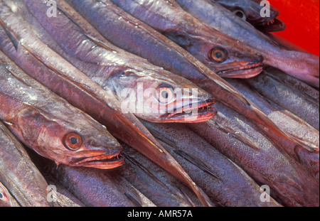 Fresh fish Algarve Portugal EU Europe Stock Photo