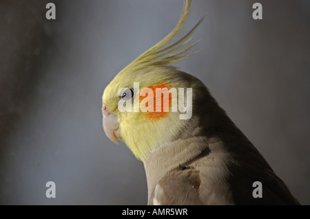 Pet male Cockatiel Stock Photo