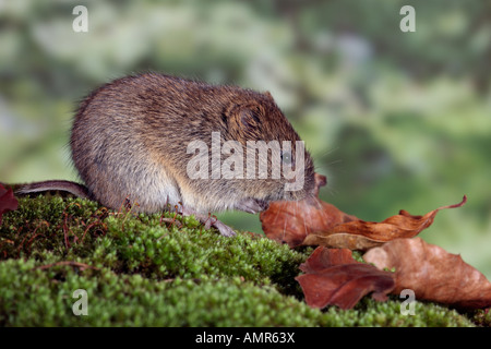 Short-tailed Vole Microtus agrestis on log Potton Bedfordshire Stock Photo