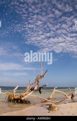 Tree branches washed up on island beach in Cuba Stock Photo