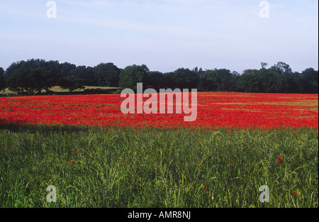 Poppy Field in West Hanningfield Essex England Stock Photo