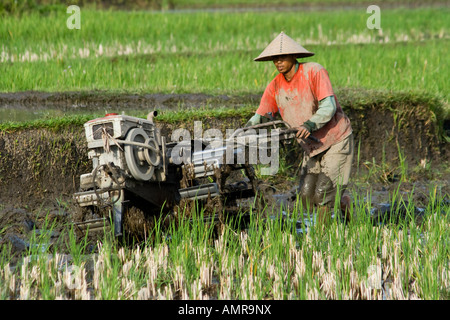 Farmer Using a Small Tractor to Plow Rice Fields Bali Indonesia Stock Photo
