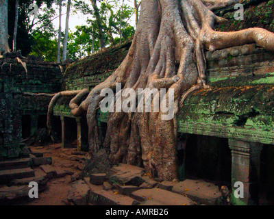 Tree roots creep over remains of unrestored Ta Prohm temple Angkor Cambodia Stock Photo
