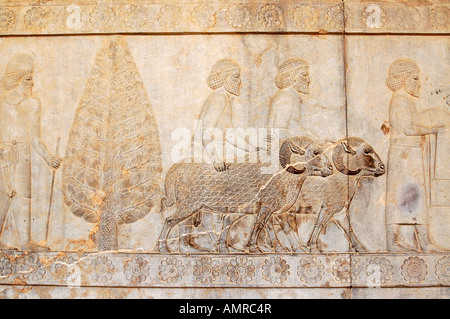 Bas Relief at the Apadana, depicting delegations bringing gifts, at Persepolis, near Shiraz, Iran Stock Photo