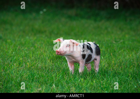 Pig in Grass Stock Photo