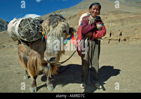 Woman with yak carrying packs of dried yak dung for fuel Tibet Stock Photo