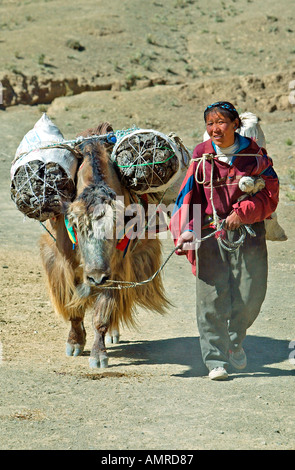 Tibetan woman with yak carrying packs of dried yak dung for fuel Stock Photo