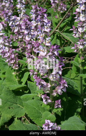Clary Sage Salvia sclarea Lamiaceae Stock Photo