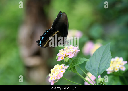Blue-Banded Swallowtail Butterfly Stock Photo