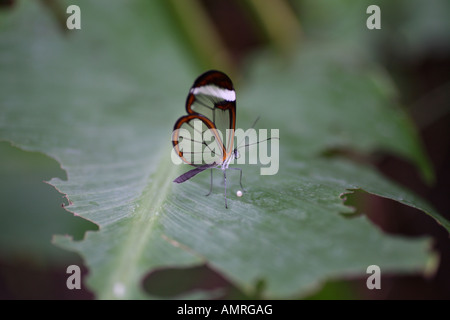 Glasswing Butterfly on leaf Stock Photo