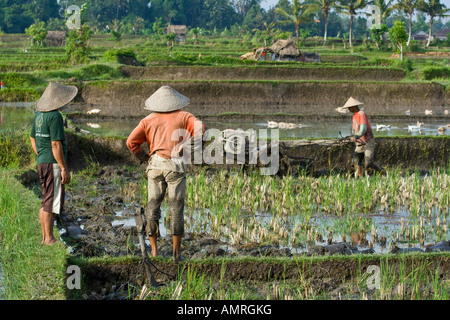Farmer Using a Small Tractor to Plow Rice Fields, Ubud, Bali Indonesia Stock Photo