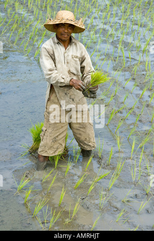 Farmer Planting Rice Field by Hand Bali Indonesia Stock Photo