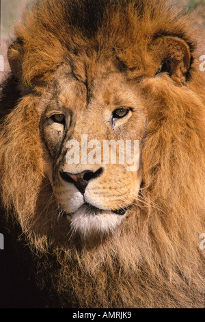 Portrait of Lion Stock Photo
