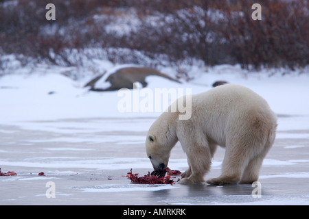 Polar Bear, Ursus maritimus, eating a seal on a frozen lake near the shores of Hudson Bay, Churchill, Manitoba, Canada. Stock Photo