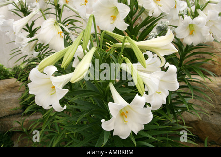 Easter Lilies Lilium longiflorum Liliaceae lily white Stock Photo