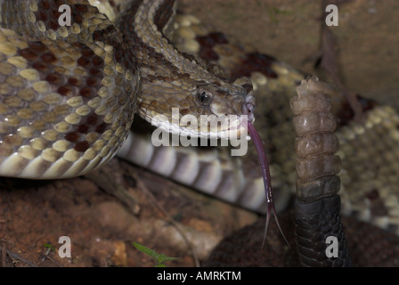 Crotalus durissus snake, or South American rattlesnake. Brazilian ...