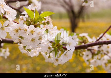 Canada, Ontario, Hamilton, Ridge Road, Blossoming Cherry Trees near Devils Punch Bowl, Spring 2004 Stock Photo