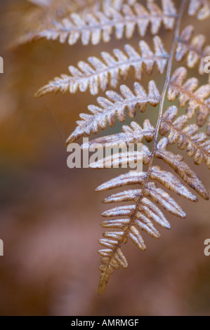 Dry Fern Frond Stock Photo