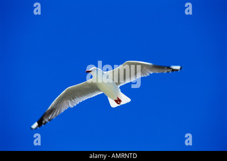 Red-Billed Gull Stock Photo