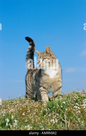 Portrait of Cat Stock Photo