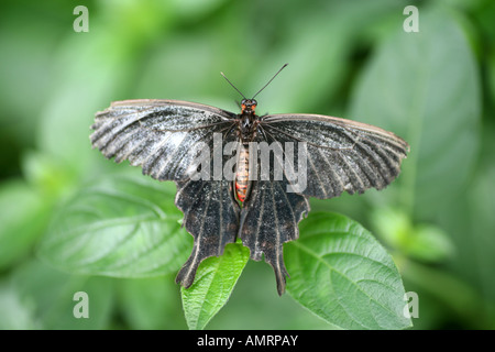 Crow Swallowtail butterfly Stock Photo