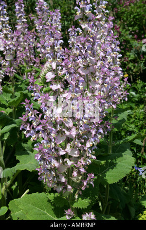 Clary aka Clary Sage, Salvia sclarea, Lamiaceae Stock Photo