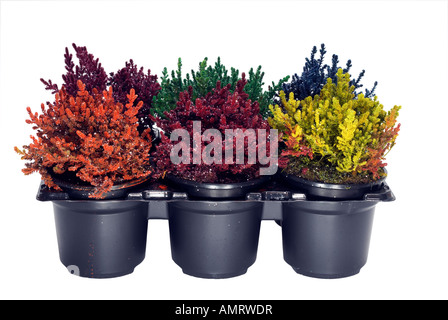 Mixed coloured painted heathers Stock Photo