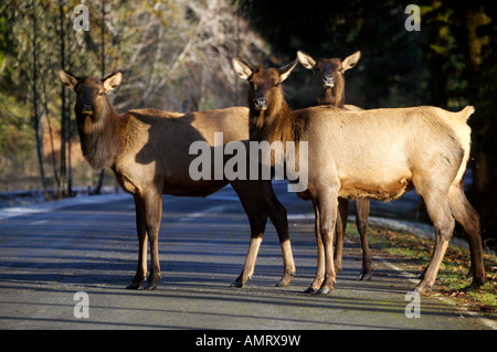 Roosevelt Elk, Cervus elaphus roosevelti, Olympic National Park, Hoh Rainforest, Washington, USA, North America. Stock Photo