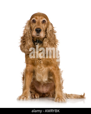 Cocker Spaniel 5 years sitting in front of a white background Stock Photo