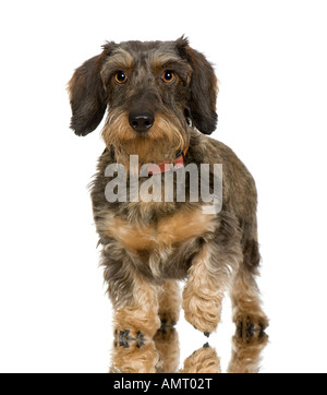 Dachshund in front of a white background Stock Photo