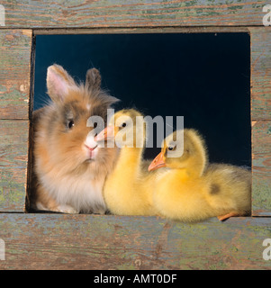 Pet Lion Headed Rabbit and Goslings Stock Photo