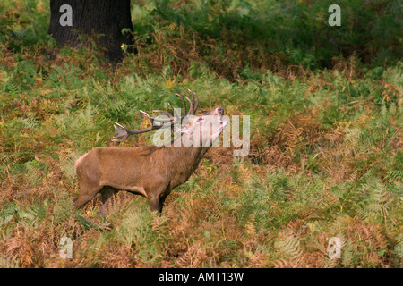 Red deer Cervus elephas stag in rut Surrey England October Stock Photo